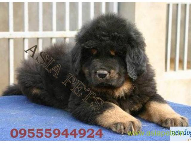 Tibetan mastiff  Puppy for sale good price in delhi