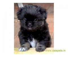 Tibetan spaniel  Puppy for sale good price in delhi