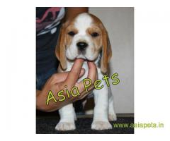Beagle  Puppy for sale best price in delhi