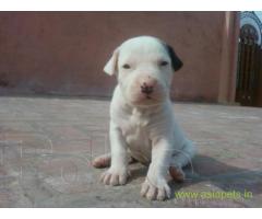 Pakistani bully dogs  Puppy for sale best price in delhi