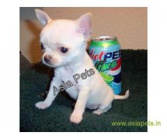Chihuahua  Puppy for sale best price in delhi