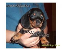 Dachshund  Puppy for sale best price in delhi