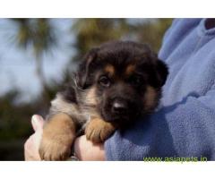 German Shepherd Puppy For Sale in Kathmandu | Best Price in Nepal