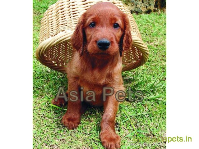 Irish setter Puppy For Sale in Kathmandu | Best Price in Nepal