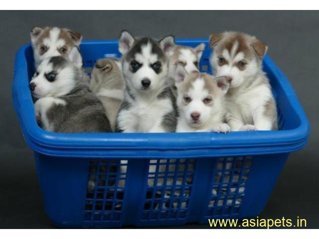 Siberian husky Puppy For Sale in Kathmandu | Best Price in Nepal