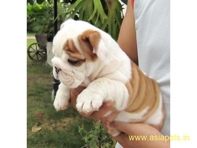 English Bulldog Puppy For Sale in Kathmandu Best Price