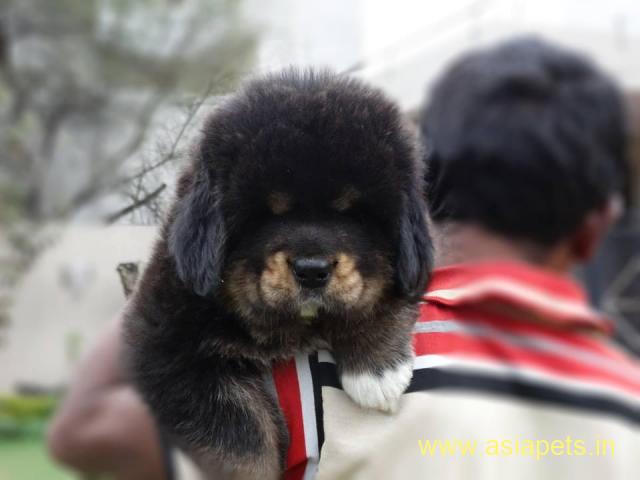 Tibetan mastiff Puppy For Sale in Kathmandu | Best Price in Nepal
