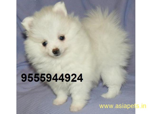 Pomeranian Puppy For Sale in Kathmandu | Best Price in Nepal