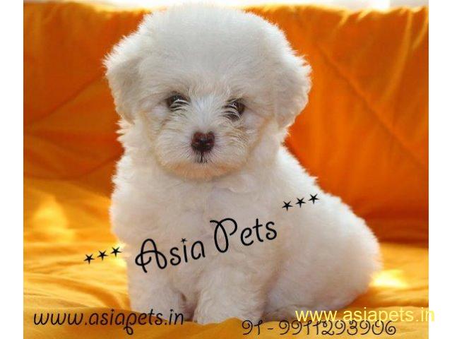 Maltese Puppy For Sale in Kathmandu | Best Price in Nepal