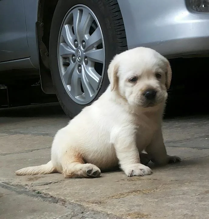 How to Care for Your New Puppy