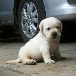 How to Care for Your New Puppy