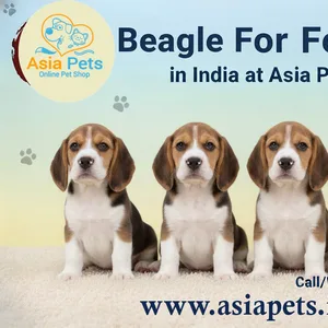 25 Family and Kid-Friendly Dog Breeds in India