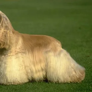 Dog Breeds in India: Big Hearts, Bigger Hugs