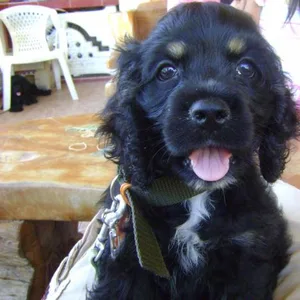 Small Dog Breeds in India: Tiny Friends, Big Hearts