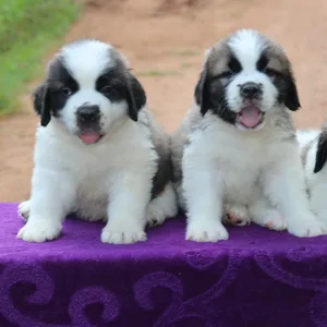 medium dog breeds in india