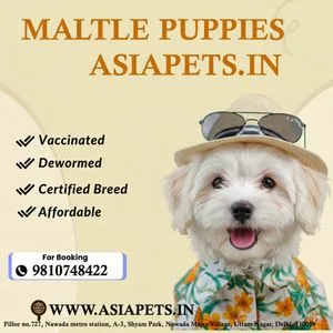 Best Online Pet Shop in India | Premium Pet Supplies – Asia Pets