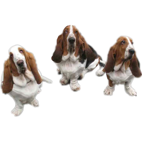 Basset hound