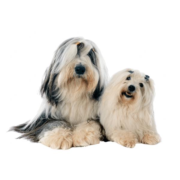 Bearded Collie