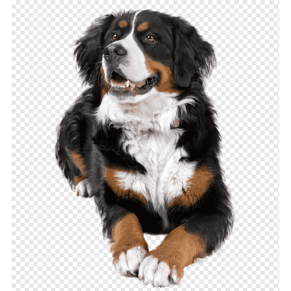 Bernese Mountain Dog