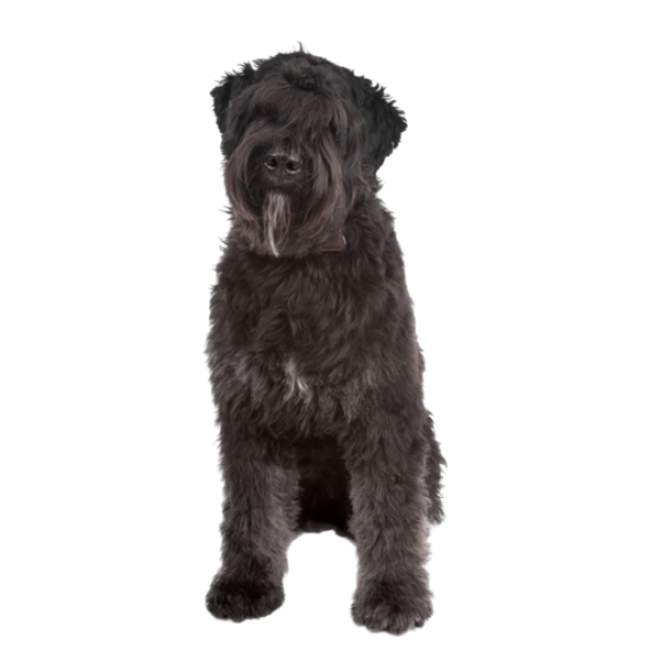 Bouvier des Flandres