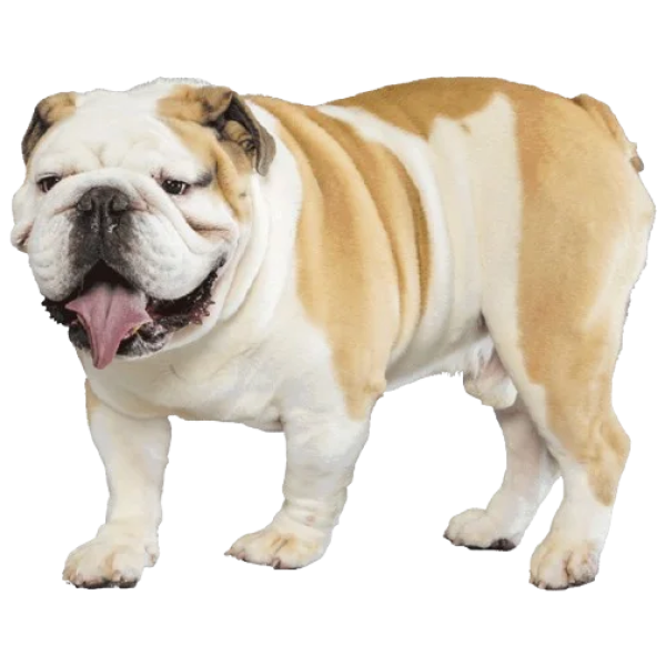 Bulldog