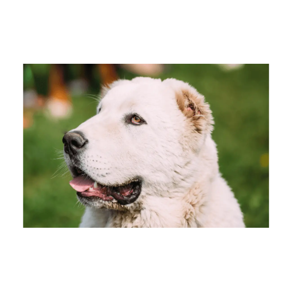 Central Asian Shepherd