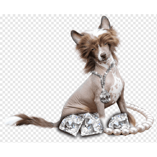 Chinese Crested