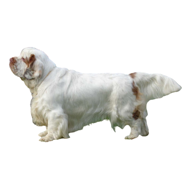 Clumber Spaniel