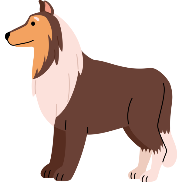 Collie