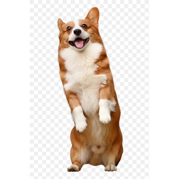 Corgi