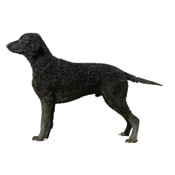 Curly-Coated Retriever