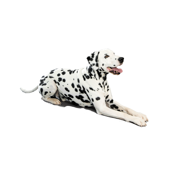 Dalmatian