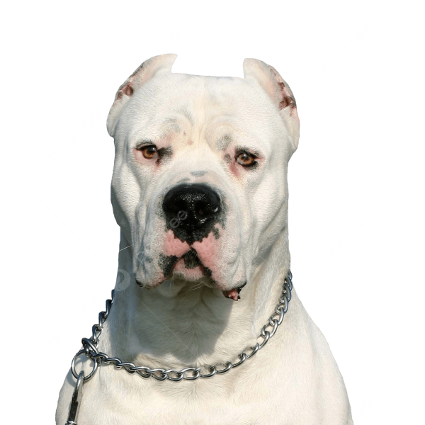 Dogo Argentino