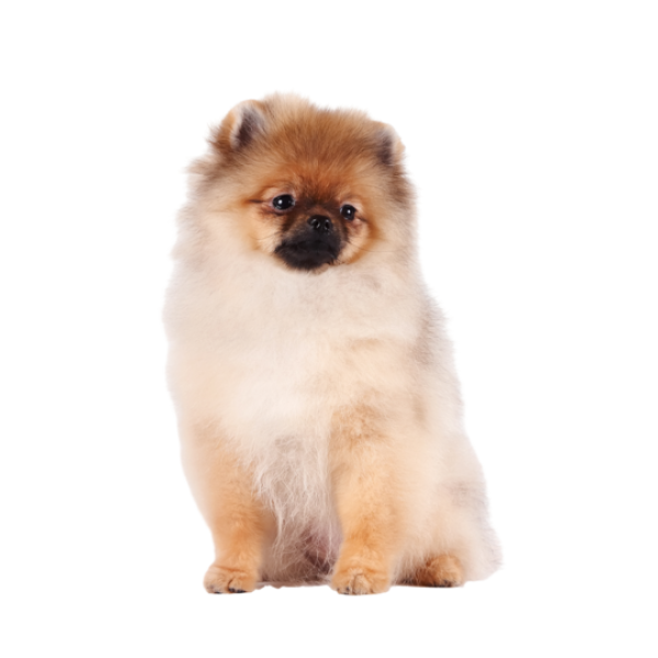 Finnish Spitz