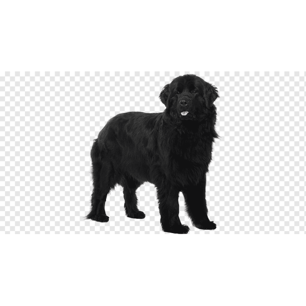 Flat-Coated Retriever