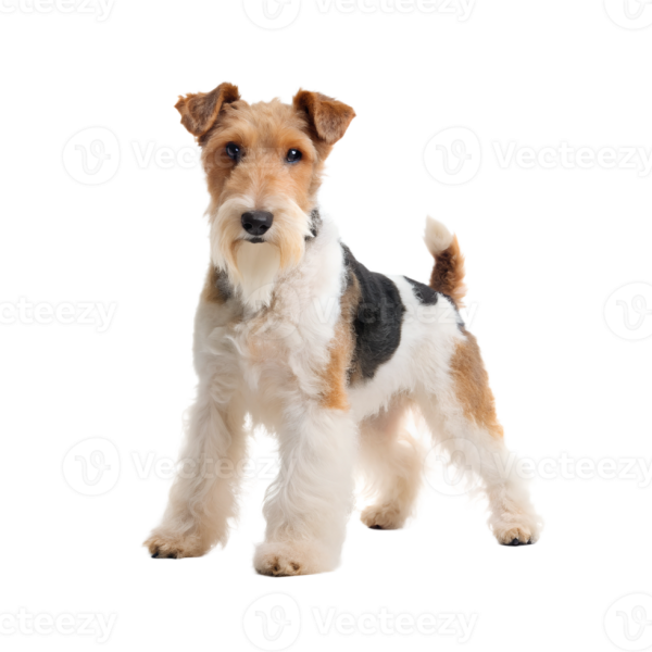 Fox Terrier