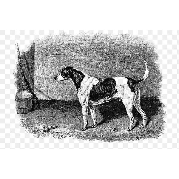 Foxhound