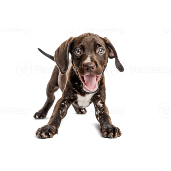German Shorthaired Pointer