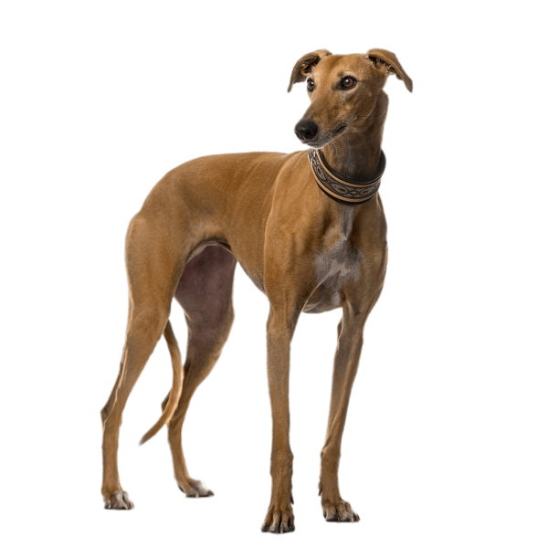 Greyhound