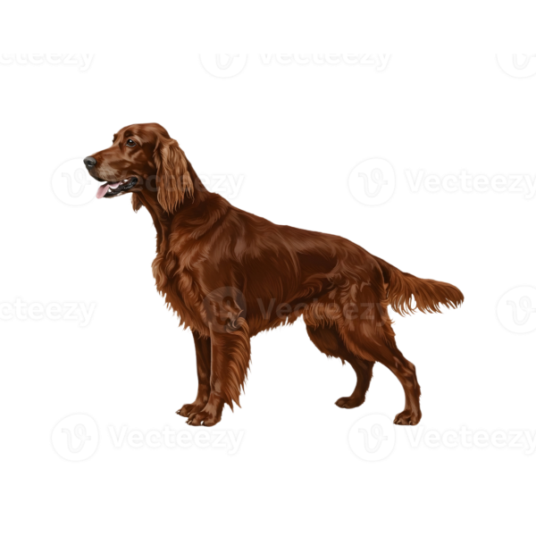 Irish Setter