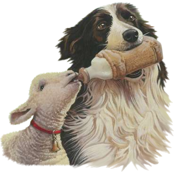 Japanese Spaniel