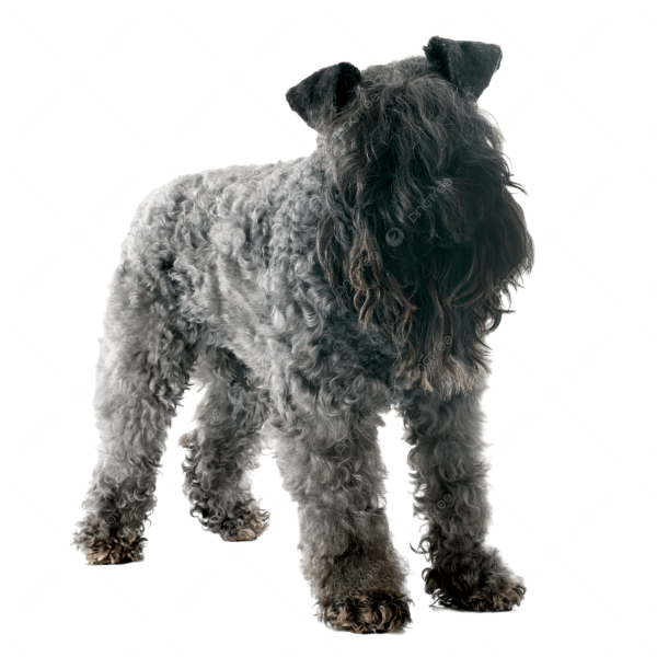 Kerry Blue Terrier