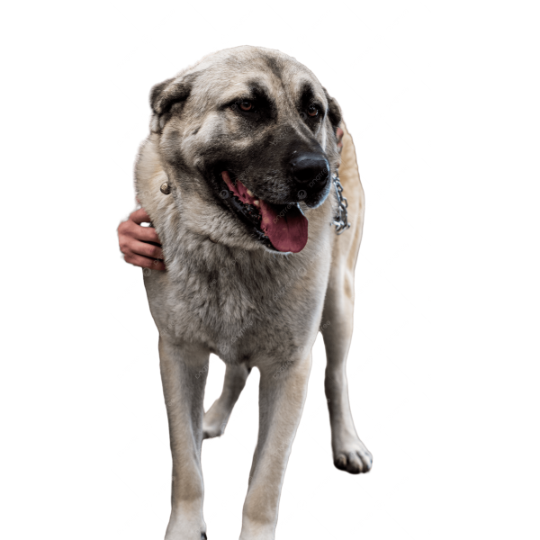 Kurdish Kangal