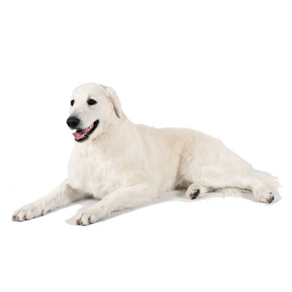 Kuvasz