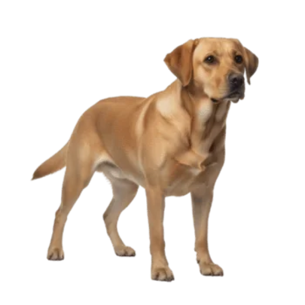 Labrador