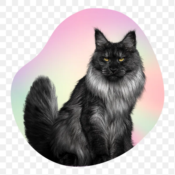 Maine Coon