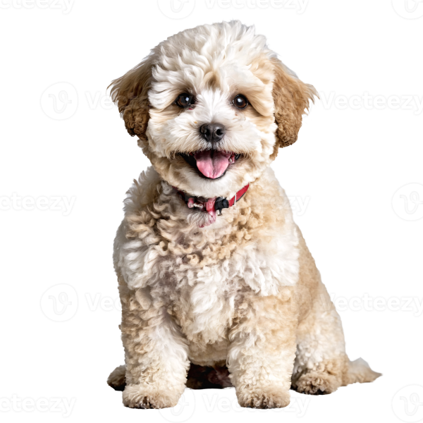 Maltipoo