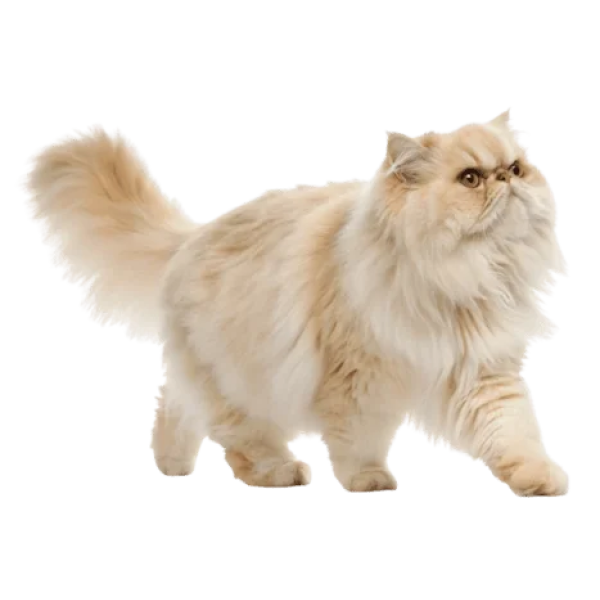 Persian