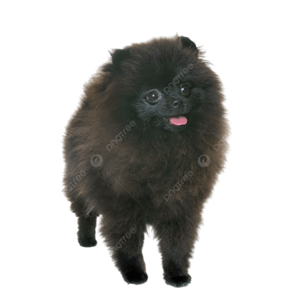 Pomeranian