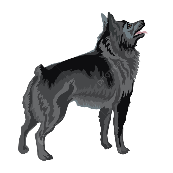 Schipperke